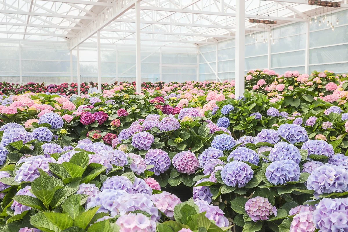 1_%EC%88%98%EA%B5%AD%EA%BD%83%EC%9D%B4_%ED%99%9C%EC%A7%9D_%ED%95%80_%ED%9C%B4%EC%95%A0%EB%A6%AC%EC%9D%98_%EC%98%A8%EC%8B%A4_%EC%A0%95%EC%9B%90_%ED%9C%B4%EC%95%A0%EB%A6%AC%EC%A0%9C%EA%B3%B5.jpg?type=w1200