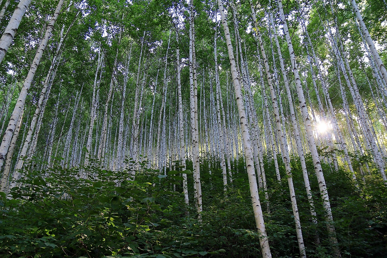 인제 자작나무 숲 (8).JPG