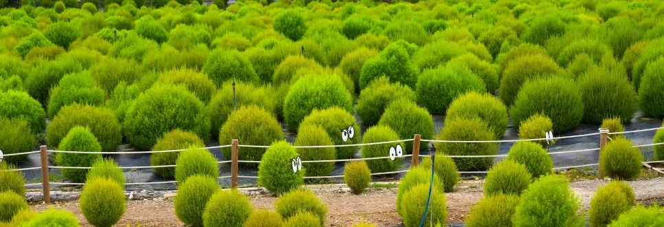 %EA%B3%A0%EC%84%9D%EC%A0%95%EA%BD%83%EB%B0%AD-20.jpg?type=w966