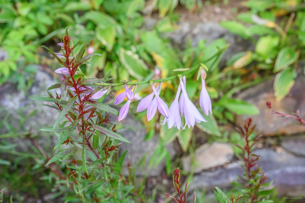 _DSC9014.jpg?type=w1200