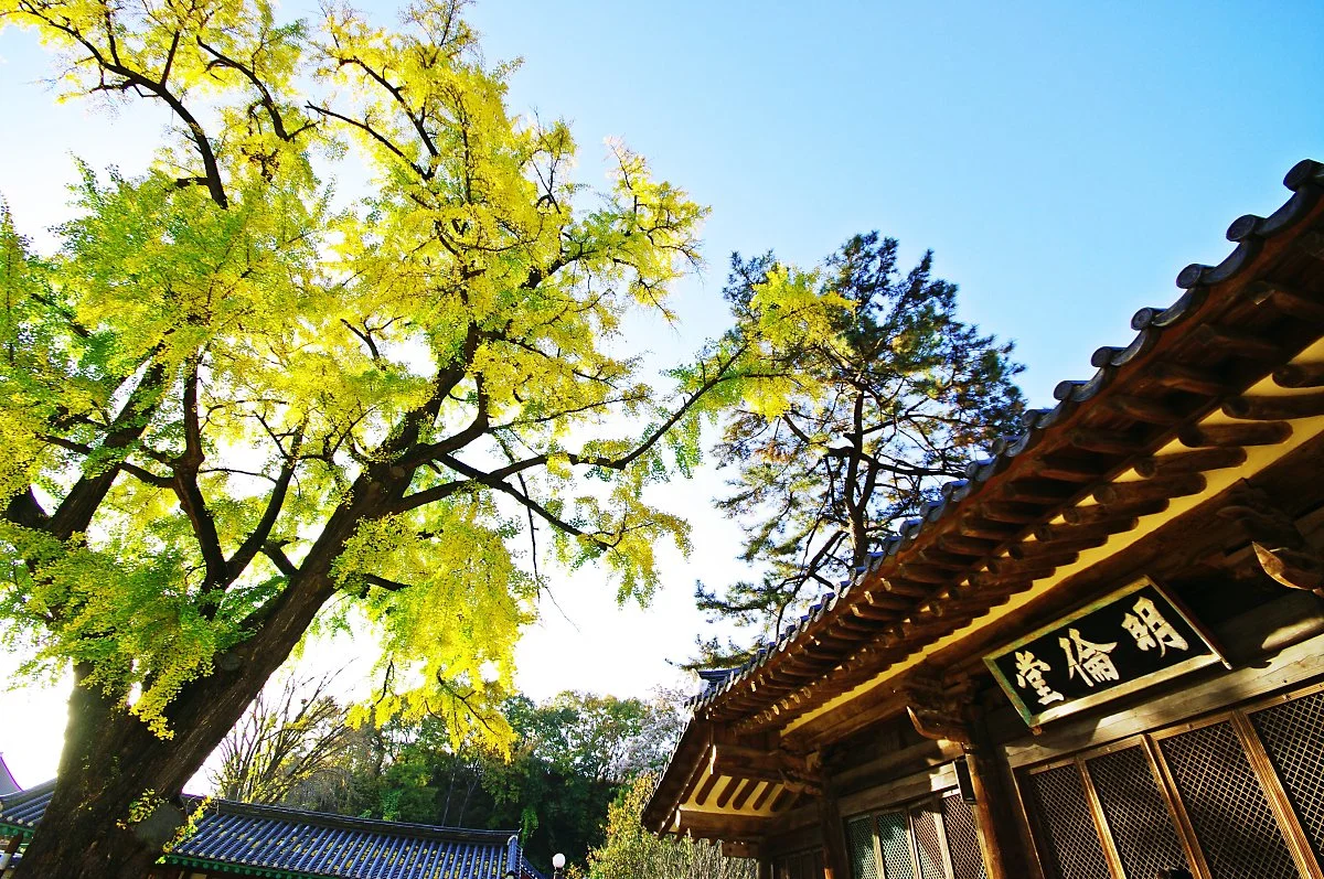 %EC%A0%84%EC%A3%BC_%ED%96%A5%EA%B5%90_%EB%AA%85%EB%A5%9C%EB%8B%B9_%EC%95%9E_%EC%9D%80%ED%96%89%EB%82%98%EB%AC%B4_%EA%B3%A0%EB%AA%A9%EC%97%90_%EB%8B%A8%ED%92%8D%EB%93%A4%EC%97%88%EB%8B%A4..JPG?type=w1200