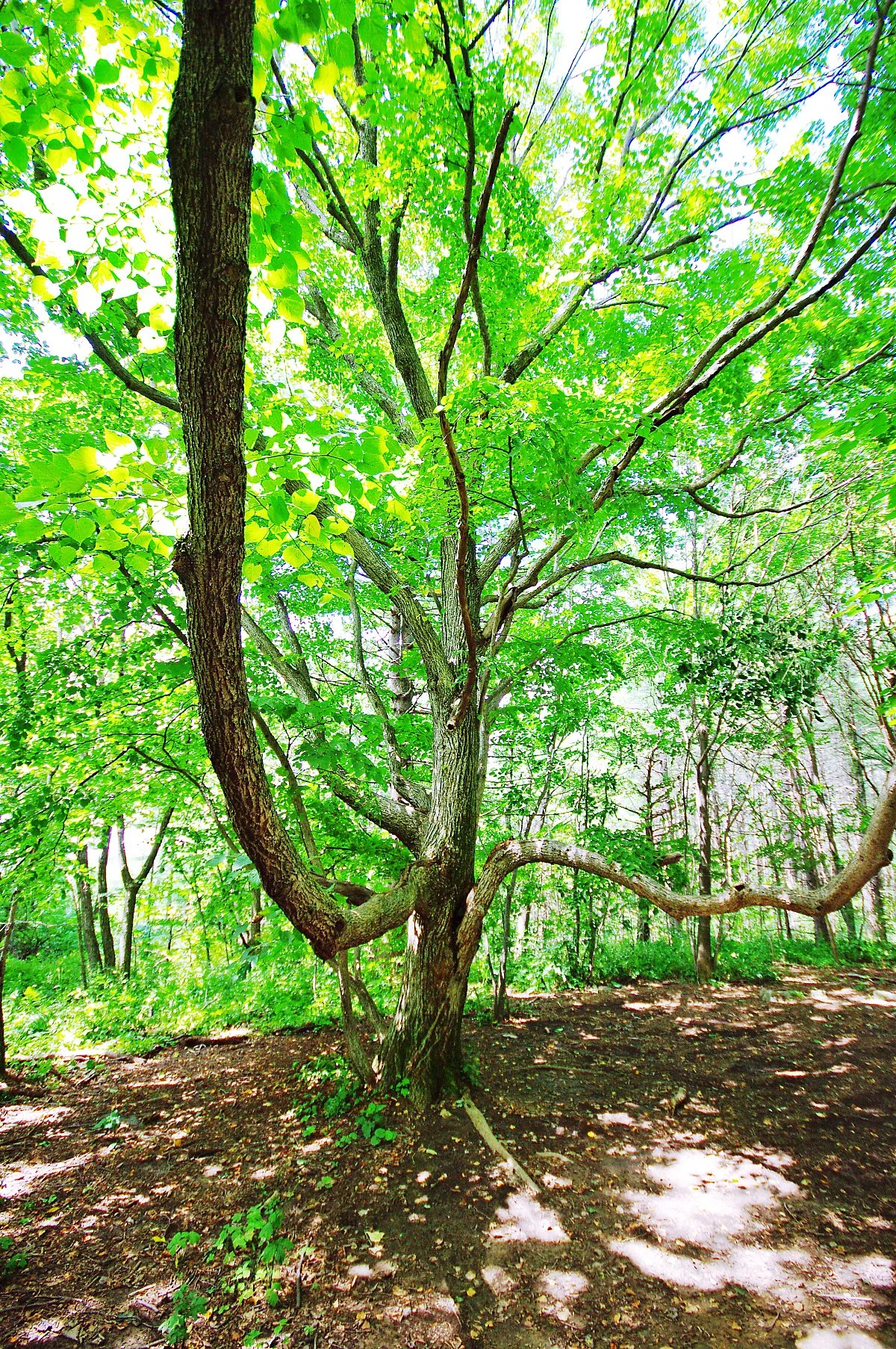 %EA%B0%80%EC%A7%80%EB%A5%BC_%EB%84%93%EA%B2%8C_%EB%B2%8C%EB%A6%B0_%EB%82%98%EB%AC%B4._%EA%B1%B7%EC%A7%80%EB%A7%8C_%EB%A7%90%EA%B3%A0_%EC%89%AC%EC%97%88%EB%8B%A4%EA%B0%80%EB%9D%BC%EA%B3%A0_%ED%95%98%EB%8A%94_%EA%B2%83_%EA%B0%99%EC%95%98%EB%8B%A4..JPG?type=w1200