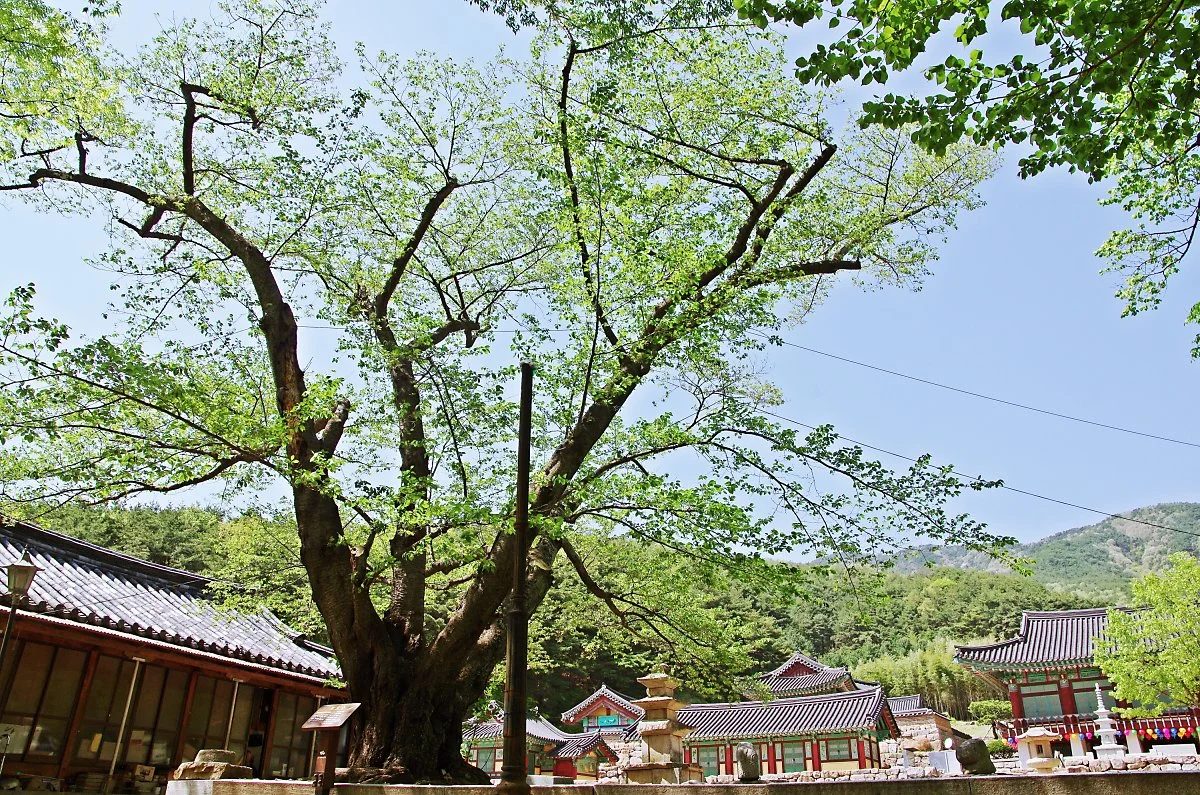 %EB%B6%80%EC%9D%B8%EC%82%AC_%EC%99%95%EB%B2%9A%EB%82%98%EB%AC%B4_%EA%B3%A0%EB%AA%A9.JPG?type=w1200