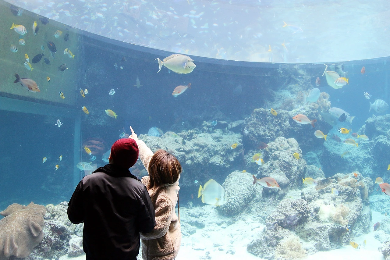 츄라우미수족관 (2).JPG