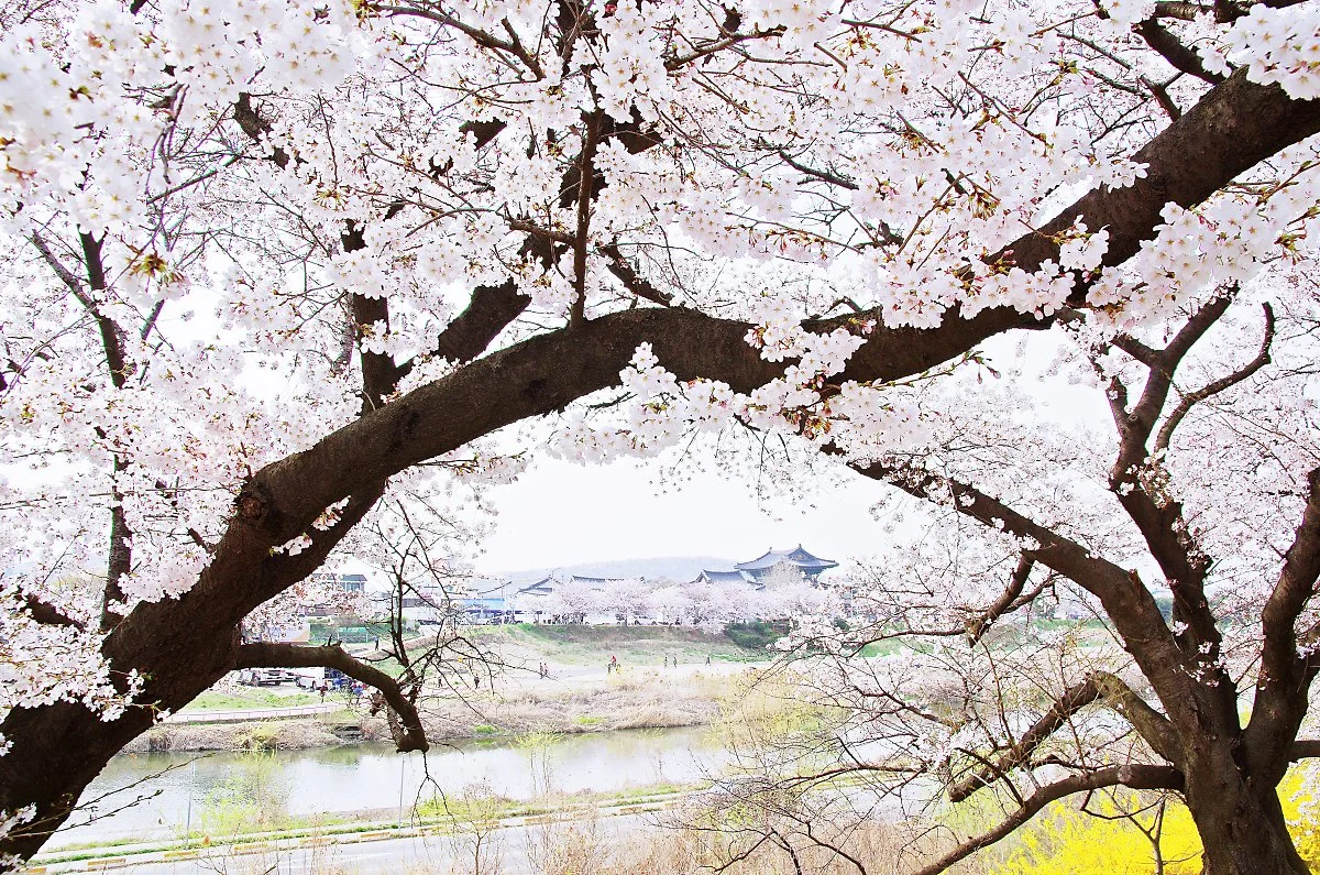 %EB%B2%9A%EA%BD%83_%EA%B0%80%EC%A7%80_%EC%82%AC%EC%9D%B4%EB%A1%9C_%EB%B3%B4%EC%9D%B4%EB%8A%94_%EC%9A%A9%ED%99%94%EC%82%AC.JPG?type=w1200