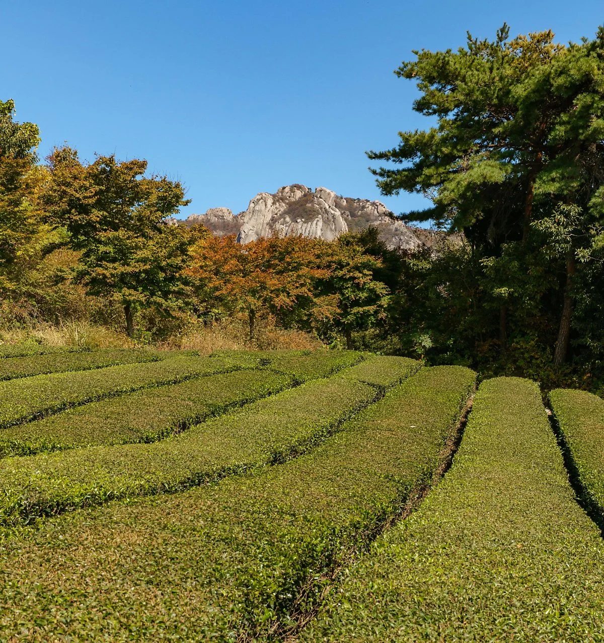 image_2150171541669701871735.jpg?type=w1200