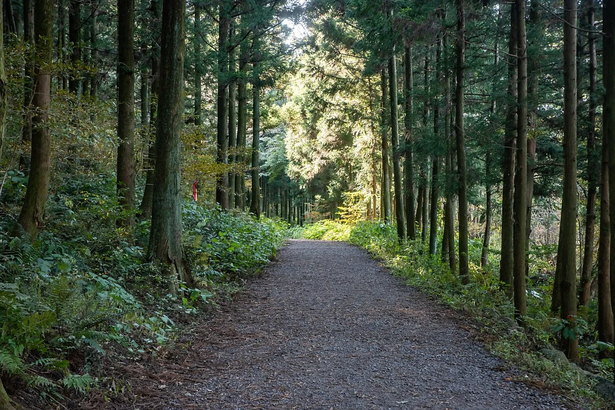 %EC%82%BC%EB%8B%A4%EC%88%98%EC%88%B2%EA%B8%B8_001.jpg?type=w1200