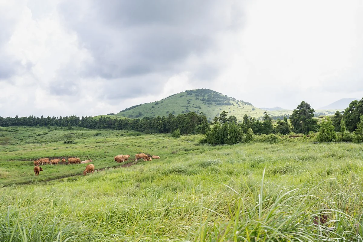 %EC%A0%9C%EC%A3%BC%EB%A0%88%EC%9D%BC%EB%B0%94%EC%9D%B4%ED%81%AC_%282%29.jpg?type=w1200