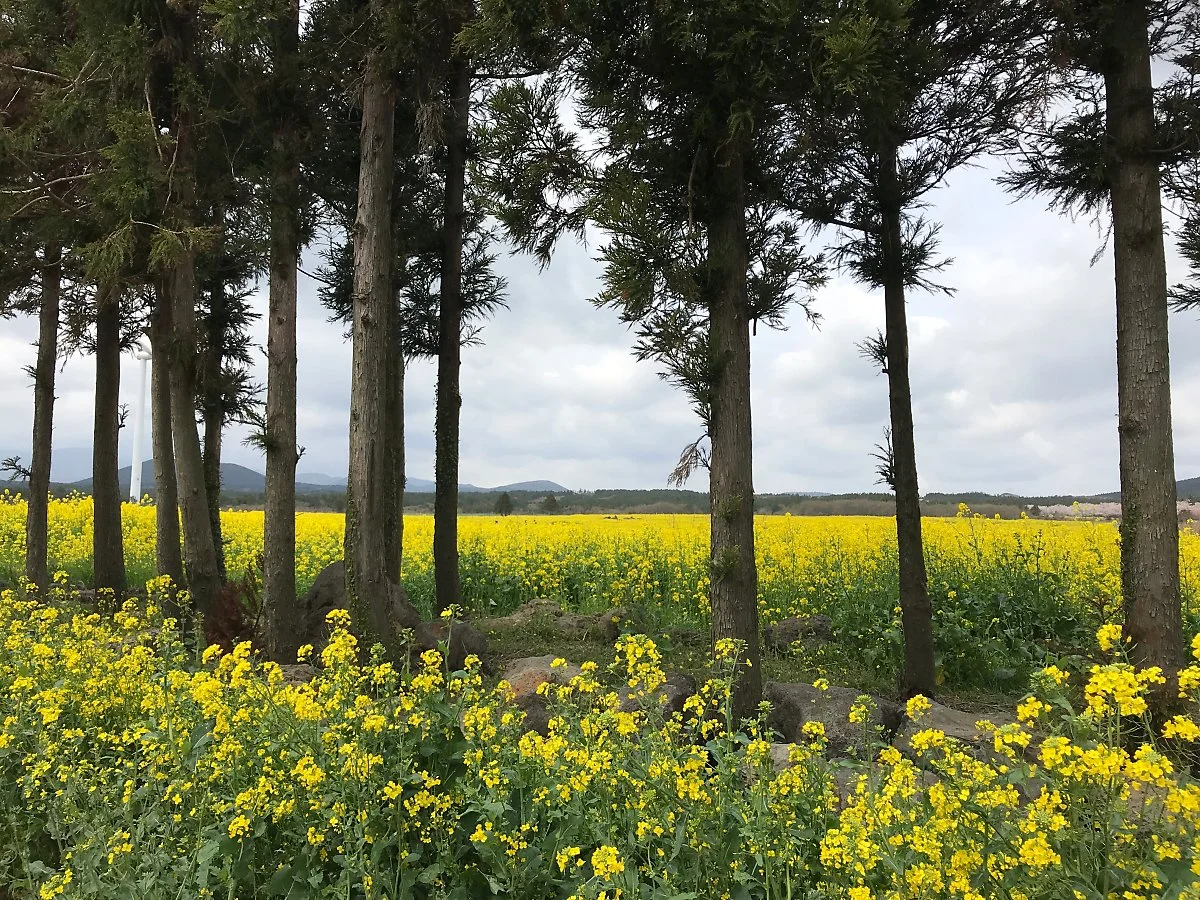 %EC%9C%A0%EC%B1%84%EA%BD%83%EC%B6%95%EC%A0%9C_%282%29.jpg?type=w1200