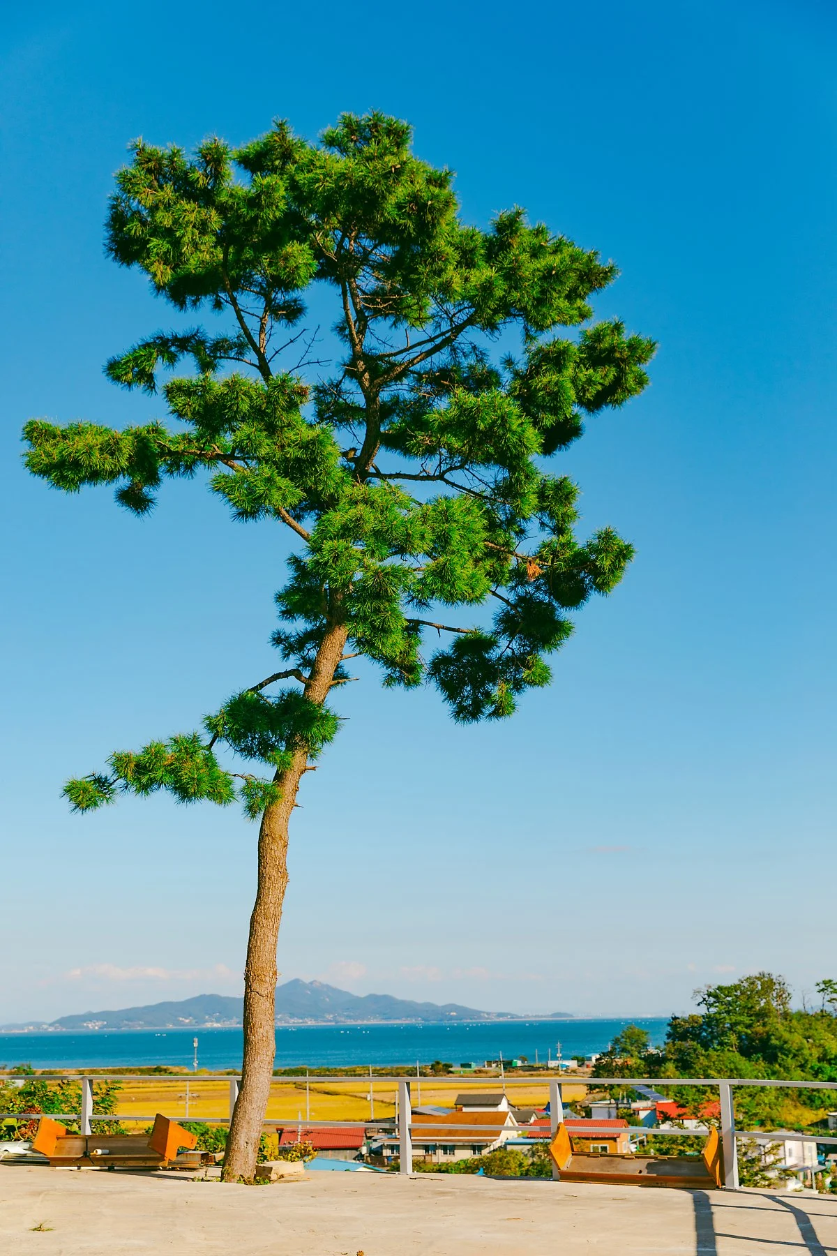 %EC%84%9C%EB%8F%84%EC%A4%91%EC%95%99%EA%B5%90%ED%9A%8C_%EC%9C%84_%EC%86%8C%EB%82%98%EB%AC%B4.jpg?type=w1200