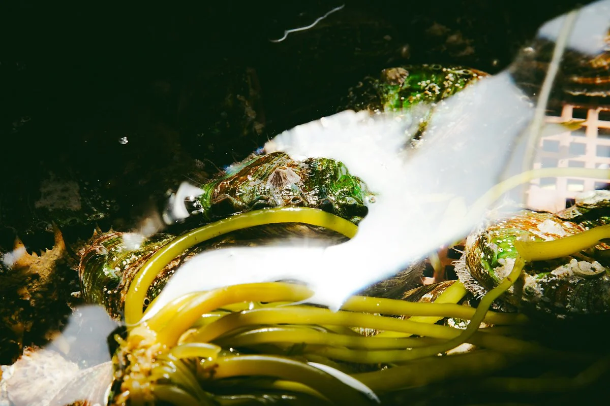 %EC%99%84%EB%8F%84%EC%A0%84%EB%B3%B5.jpg?type=w1200