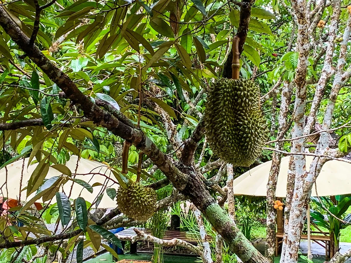 %EC%B0%AC%ED%83%80%EB%B6%80%EB%A6%AC_%EA%B3%BC%EC%9D%BC_%286%29.jpg?type=w1200