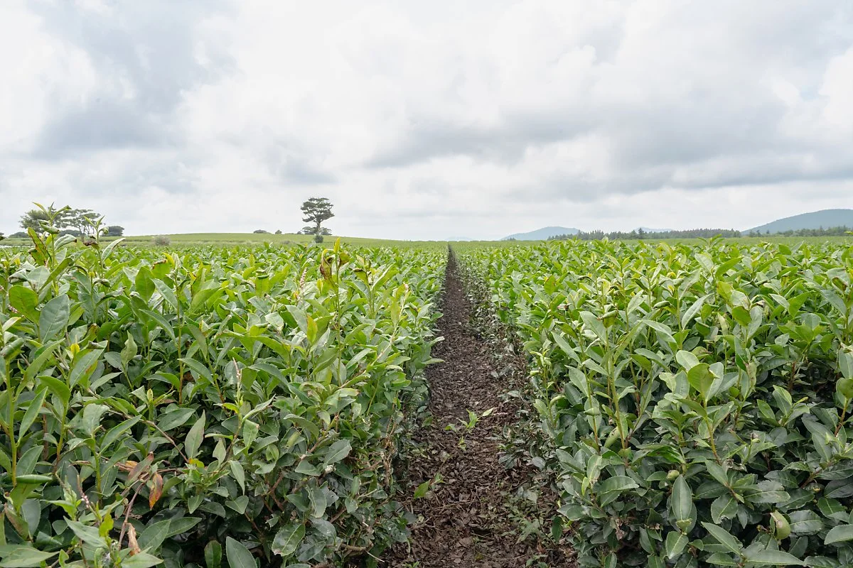 %EC%84%B1%EC%9D%8D%EB%85%B9%EC%B0%A8%EB%B0%AD_%281%29.jpg?type=w1200