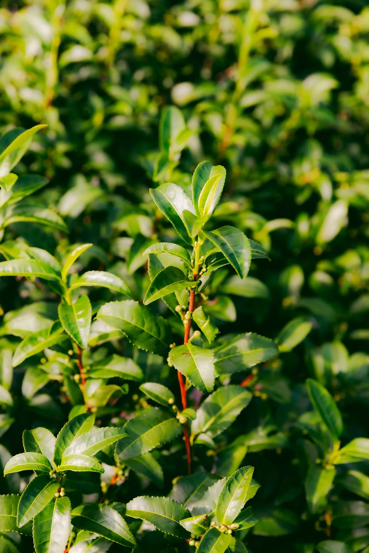 %EC%9A%B0%EB%A0%88%EC%8B%9C%EB%85%B8_%EC%B0%A8_%EA%B5%90%EB%A5%98%EA%B4%80_%27%EC%B0%A8%EC%98%A4%EC%8B%9C%EB%A3%A8%27%281%29.jpg?type=w1200