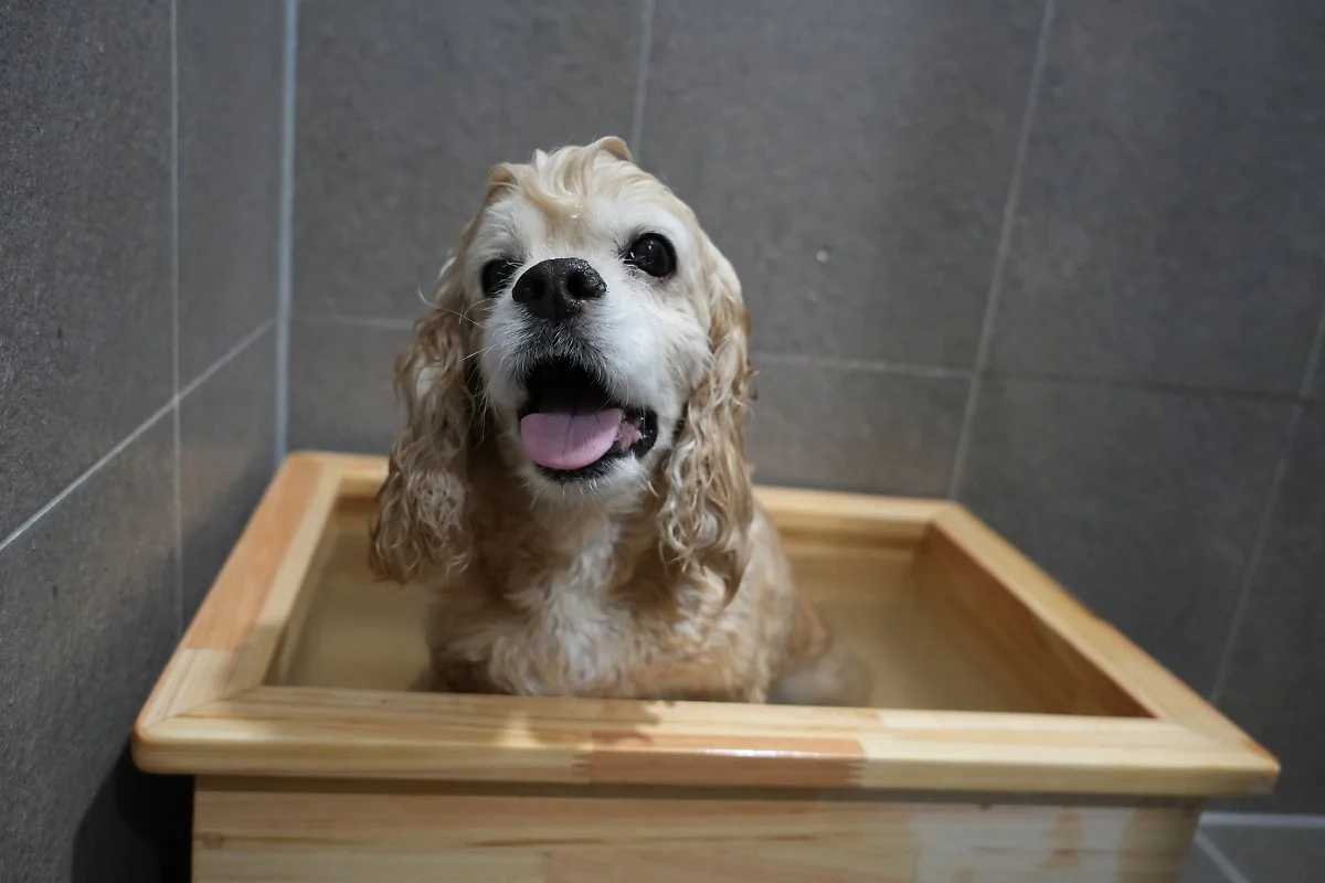 _%EA%B0%95%EC%95%84%EC%A7%80_%ED%8E%B8%EB%B0%B1%EC%9A%95%EC%A1%B0.jpg?type=w1200