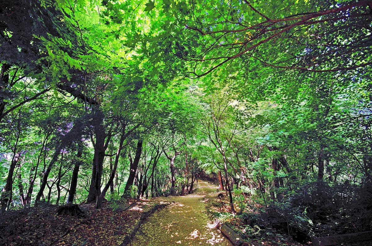 %EB%B4%89%EC%82%B0_%EC%B4%88%EB%A1%9D_%EC%88%B2%EA%B8%B8.JPG?type=w1200