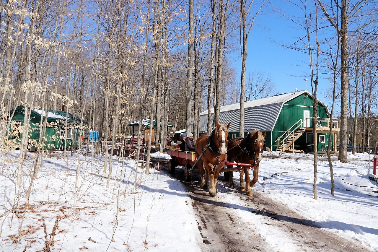 9-Warkworth-Sandy Flat sugar bush-1.JPG