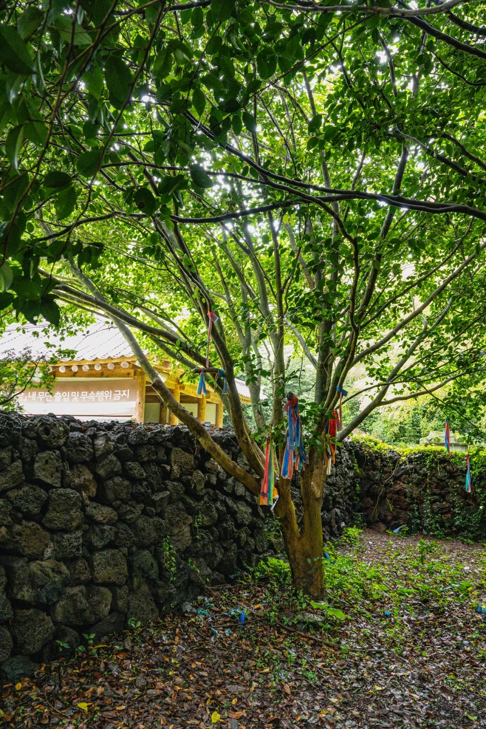 14_%EB%B3%B8%ED%96%A5%EB%8B%B9%EC%97%90_%EC%9E%90%EB%A6%AC%ED%95%9C_%EC%86%8C%EC%9B%90%EB%82%98%EB%AC%B4.jpg?type=w966