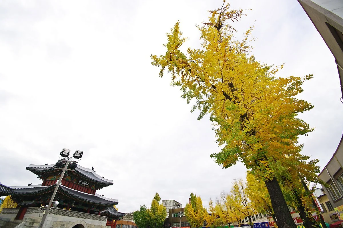 %ED%92%8D%EB%82%A8%EB%AC%B8._%EC%9D%80%ED%96%89%EB%82%98%EB%AC%B4_%EB%8B%A8%ED%92%8D%EC%9D%B4_%ED%92%8D%EB%82%A8%EB%AC%B8%EC%9D%84_%EB%91%98%EB%9F%AC%EC%8B%B8%EA%B3%A0_%EC%9E%88%EB%8B%A4..JPG?type=w1200