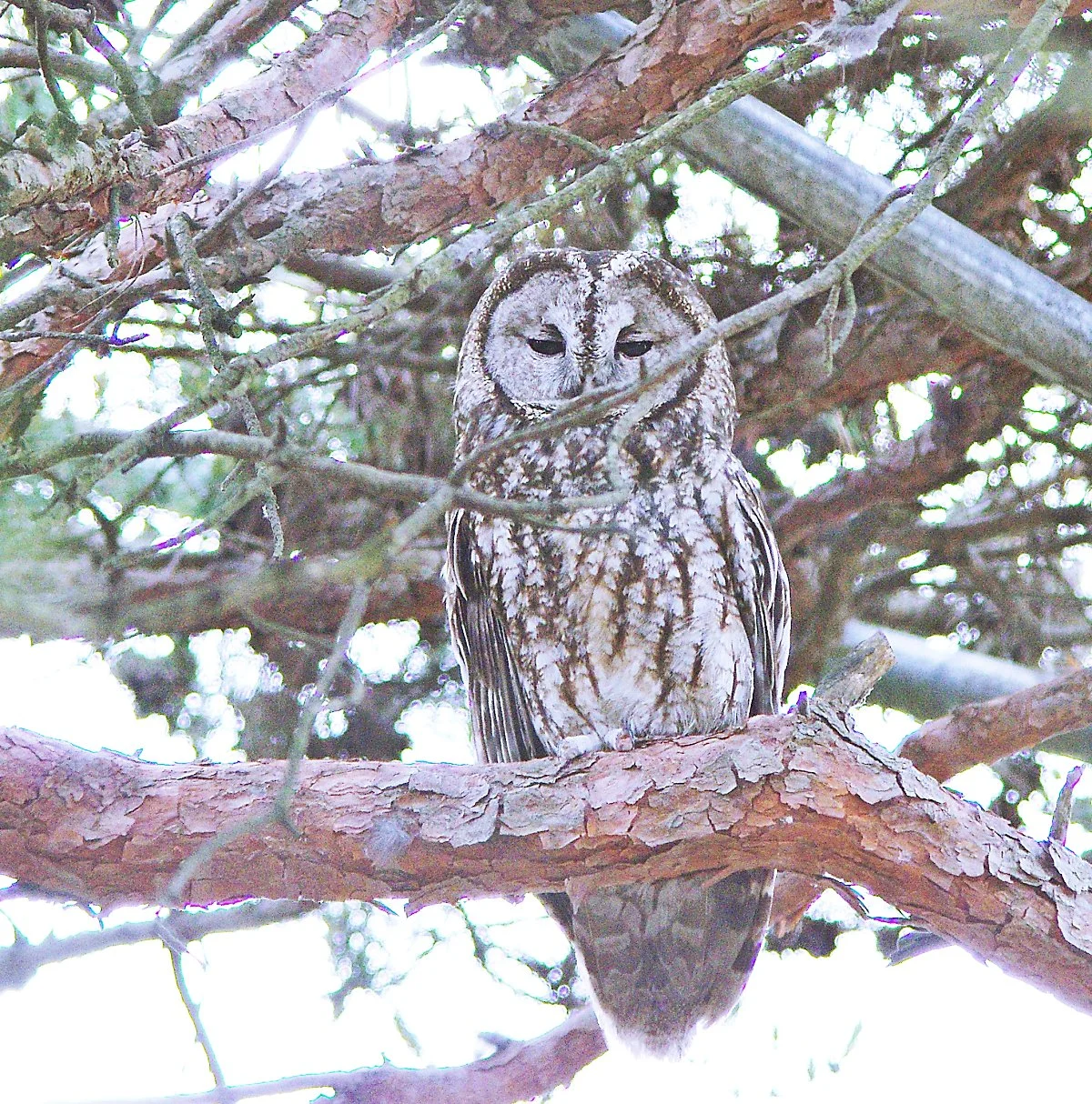 %EC%B2%AD%EC%A3%BC%EB%8F%99%EB%AC%BC%EC%9B%90%EC%97%90_%EC%9E%88%EB%8A%94_%EC%98%AC%EB%B9%BC%EB%AF%B8.JPG?type=w1200