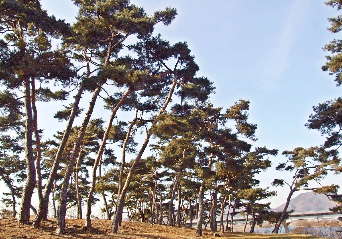 %EB%AA%A9%EA%B3%84%EC%86%94%EB%B0%AD.JPG?type=w1200