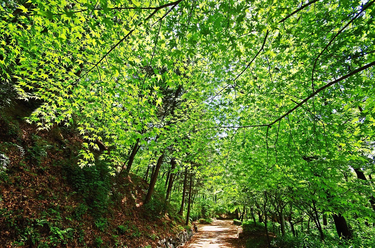 %EC%88%B2%EB%B0%96%EC%97%90%EC%84%9C_%ED%96%87%EB%B9%9B%EC%9D%B4_%EB%B9%84%EC%B6%B0_%EA%B8%B8_%EC%9C%84%EC%9D%98_%EC%88%B2%EC%9D%B4__%ED%98%95%EA%B4%91%EB%B9%9B_%EC%B4%88%EB%A1%9D%EC%9C%BC%EB%A1%9C_%EB%AC%BC%EB%93%A4%EC%97%88%EB%8B%A4..JPG?type=w1200