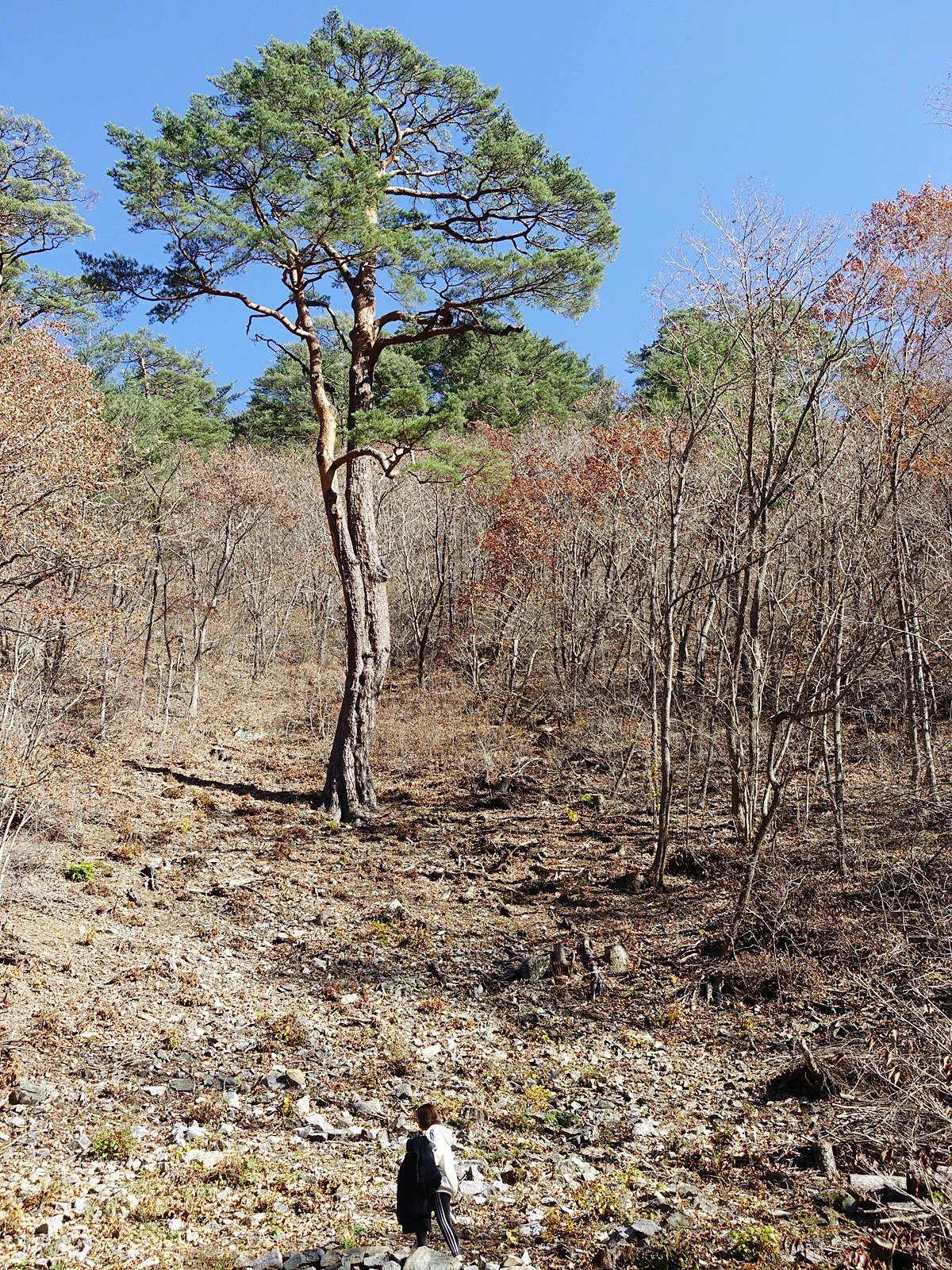 금강소나무숲길 (3).JPG