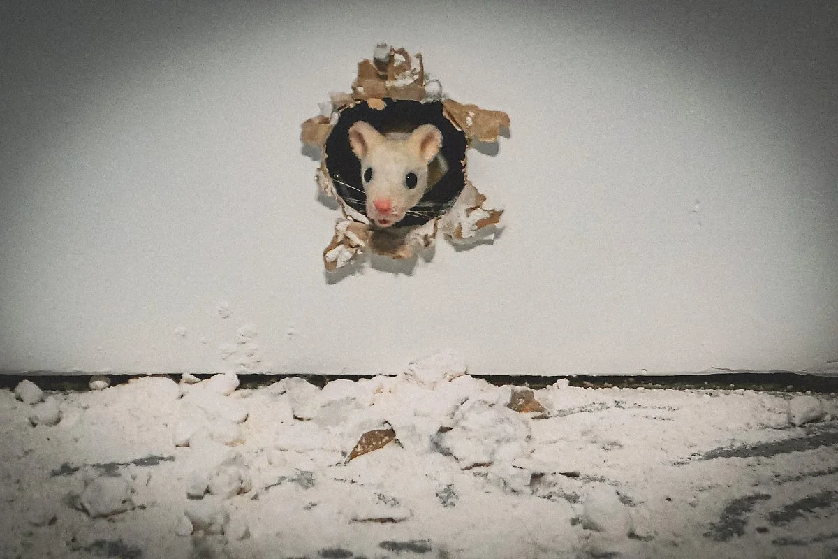 %EB%B6%80%EB%A5%B4%EC%8A%A4%EB%93%9C%EC%BD%94%EB%A9%94%EB%A5%B4%EC%8A%A4_%ED%94%BC%EB%85%B8%EC%BD%9C%EB%A0%89%EC%85%9860.JPG?type=w1200