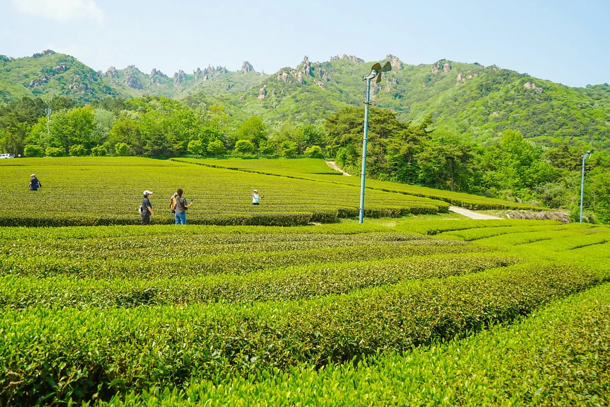 %EA%B0%95%EC%A7%84%EB%8B%A4%EC%9B%90_%284%29.JPG?type=w1200