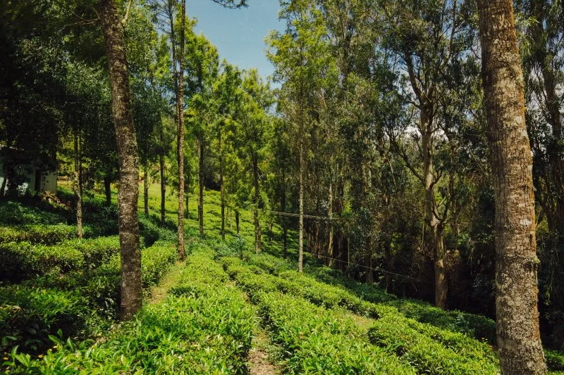 %ED%81%AC%EA%B8%B0%EB%B3%80%ED%99%98INDIA-4.jpg?type=w1200