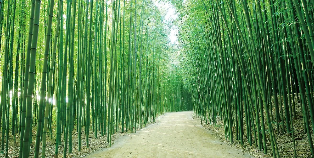 %ED%83%9C%ED%99%94%EA%B0%95%EB%8C%80%EA%B3%B5%EC%9B%90%EC%9D%98_%EC%8B%AD%EB%A6%AC%EB%8C%80%EC%88%B2%28%EB%A9%94%EC%9D%B8%EC%9D%B4%EB%AF%B8%EC%A7%80%29.jpg?type=w1200