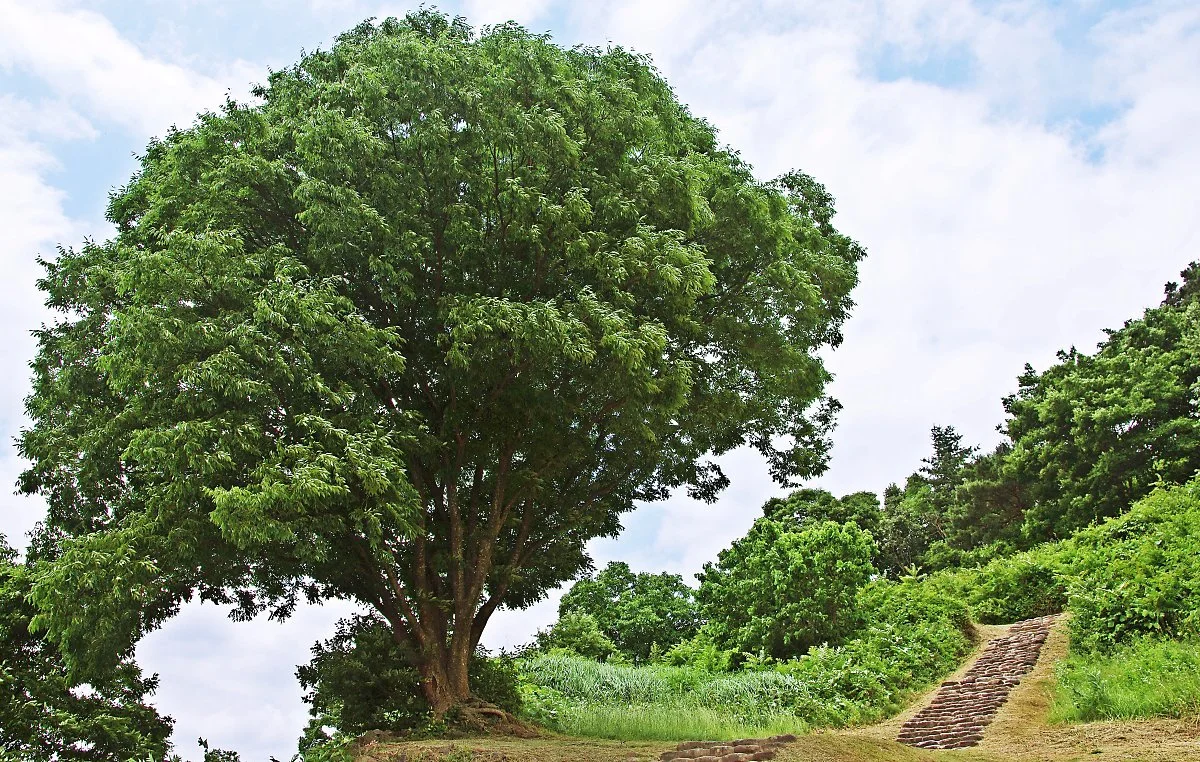 %EC%A0%81%EC%84%B1%EC%82%B0%EC%84%B1%EC%9C%BC%EB%A1%9C_%EC%98%AC%EB%9D%BC%EA%B0%80%EB%8A%94_%EA%B8%B8%EC%97%90_%EC%9E%88%EB%8A%94_%ED%81%B0_%EB%82%98%EB%AC%B4.JPG?type=w1200