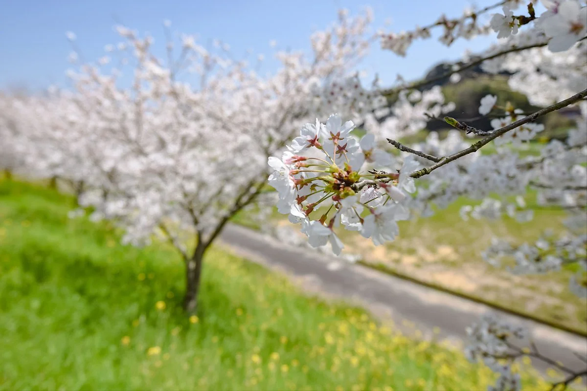 %EC%95%BC%EB%A9%94%EC%98%AC%EB%A0%88_%282%29.jpg?type=w1200