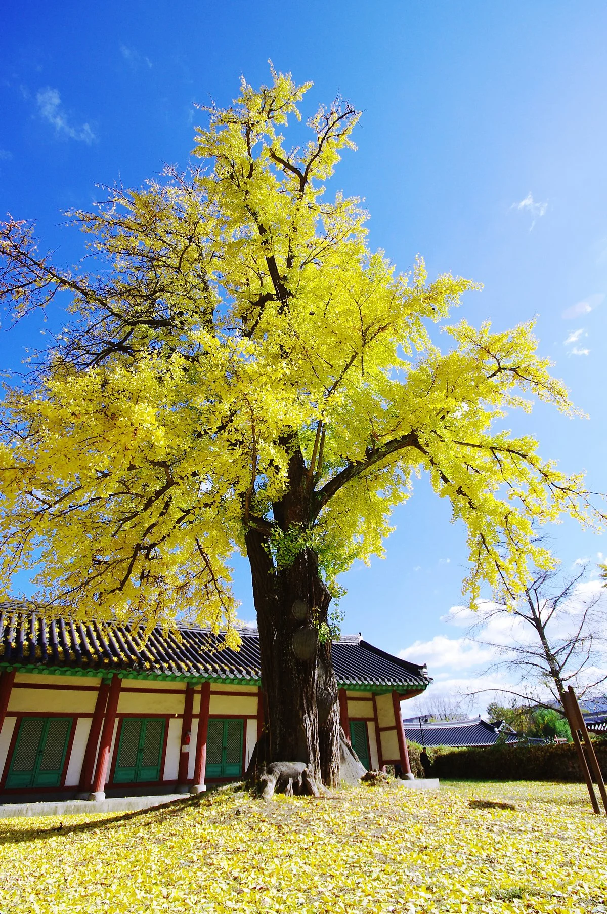 %EC%A0%84%EC%A3%BC_%ED%96%A5%EA%B5%90_%EC%9D%80%ED%96%89%EB%82%98%EB%AC%B4_%EA%B3%A0%EB%AA%A9_%EC%A4%91_%ED%95%9C_%EA%B7%B8%EB%A3%A8..JPG?type=w1200