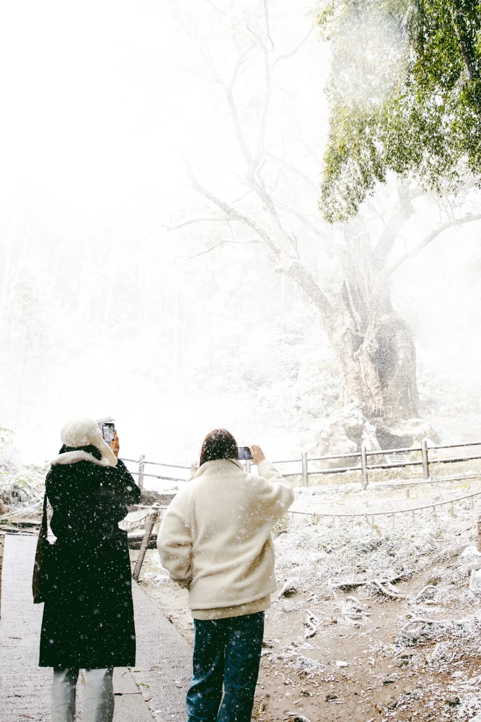 %EB%8B%A4%EC%BC%80%EC%98%A4_%EB%85%B9%EB%82%98%EB%AC%B4(4).jpg?type=w966