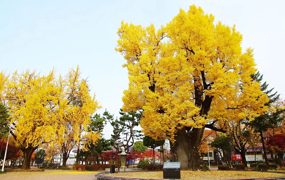 %EC%B2%AD%EC%A3%BC_%EC%A4%91%EC%95%99%EA%B3%B5%EC%9B%90_%EA%B0%80%EC%9D%84_%ED%92%8D%EA%B2%BD._%EC%98%A4%EB%A5%B8%EC%AA%BD_%EB%82%98%EB%AC%B4%EA%B0%80_%EC%95%95%EA%B0%81%EC%88%98%EB%8B%A4.JPG?type=w1200