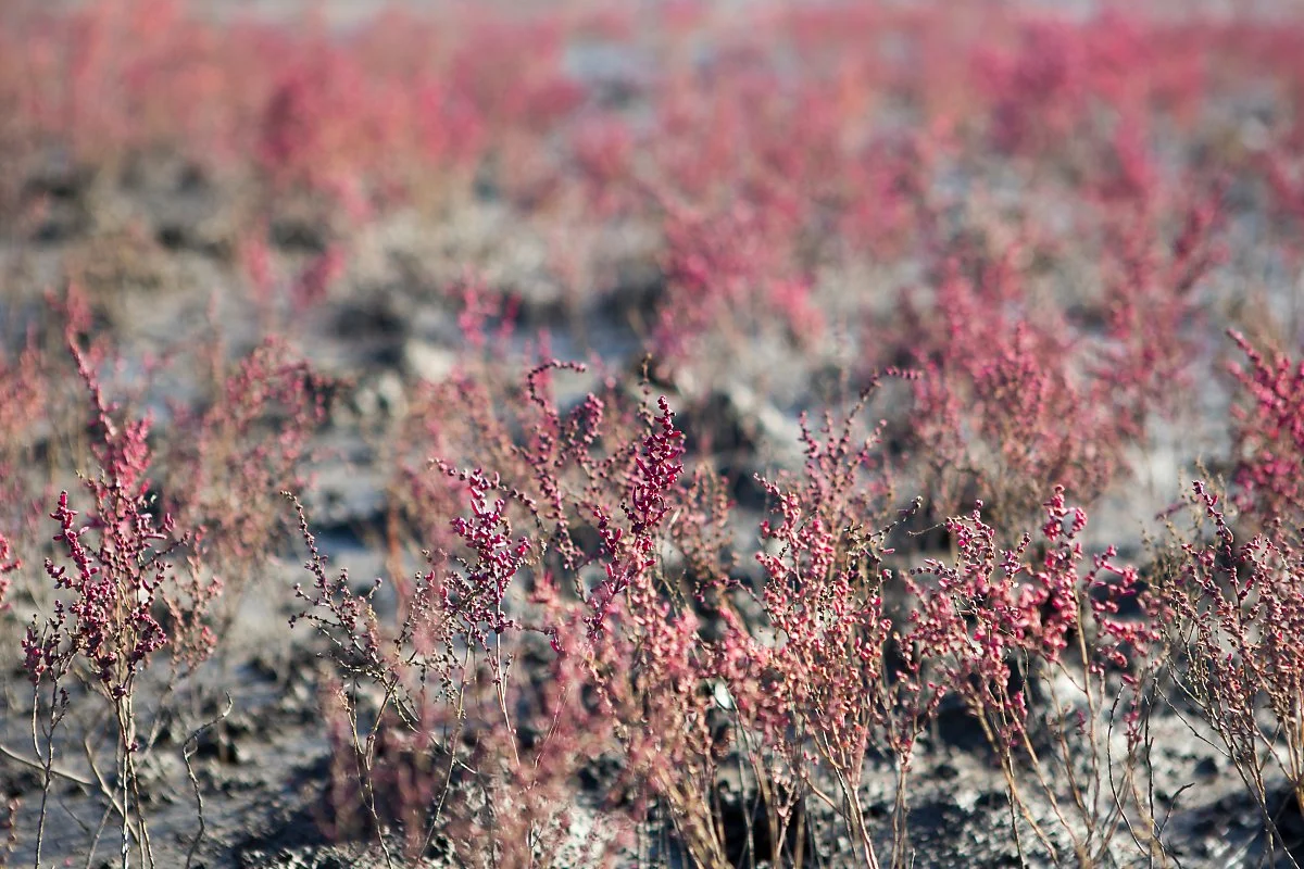 %EC%B9%A0%EB%A9%B4%EC%B4%88%EA%B5%B0%EB%9D%BD%EC%A7%80_%EA%B9%80%EB%8F%84%ED%98%95_%281%29.JPG?type=w1200