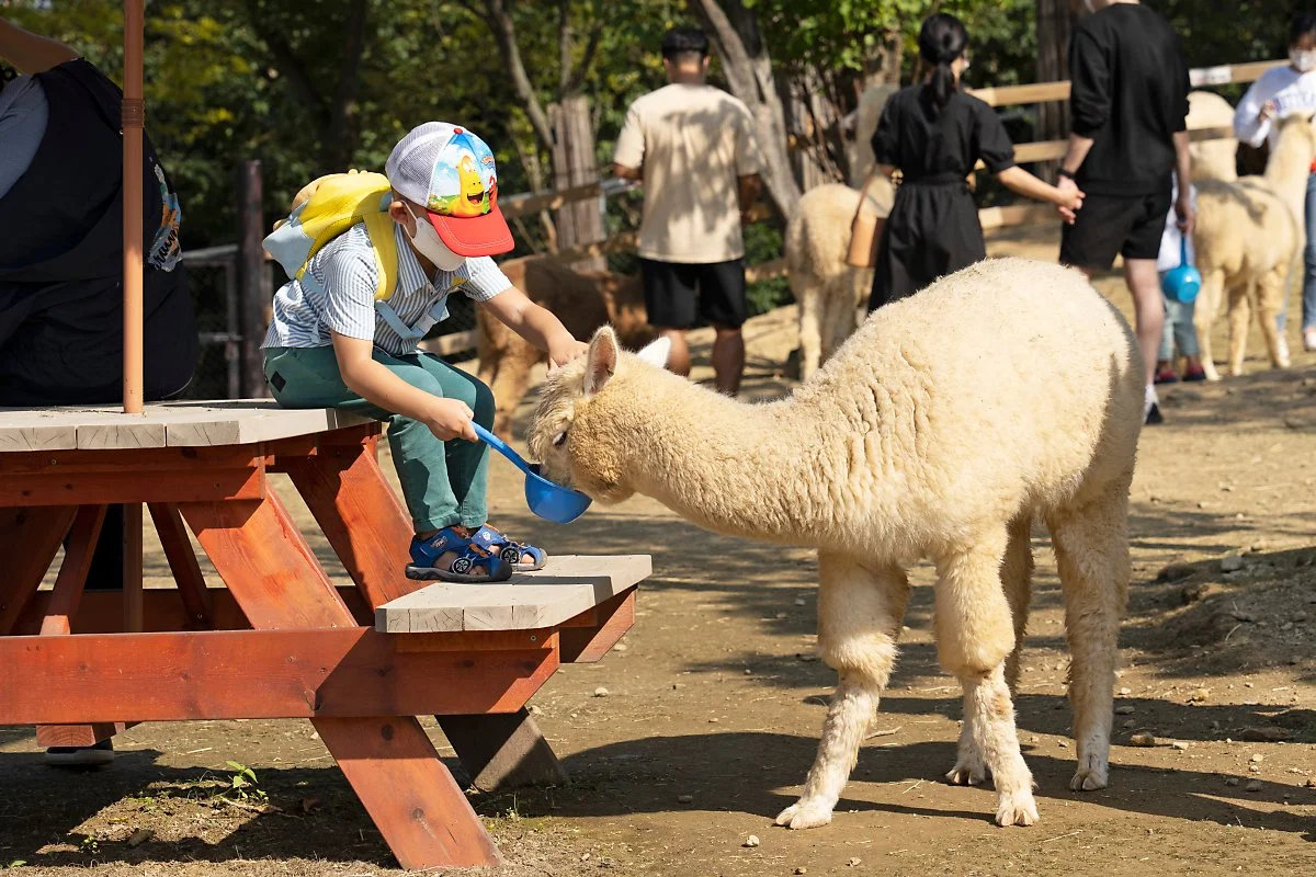 %EC%82%AC%EC%A7%844_%EC%95%84%EC%9D%B4%EB%93%A4%EC%97%90%EA%B2%8C_%EC%9D%B8%EA%B8%B0_%EB%A7%8C%EC%A0%90%EC%9D%B8_%EC%95%8C%ED%8C%8C%EC%B9%B4.jpg?type=w1200