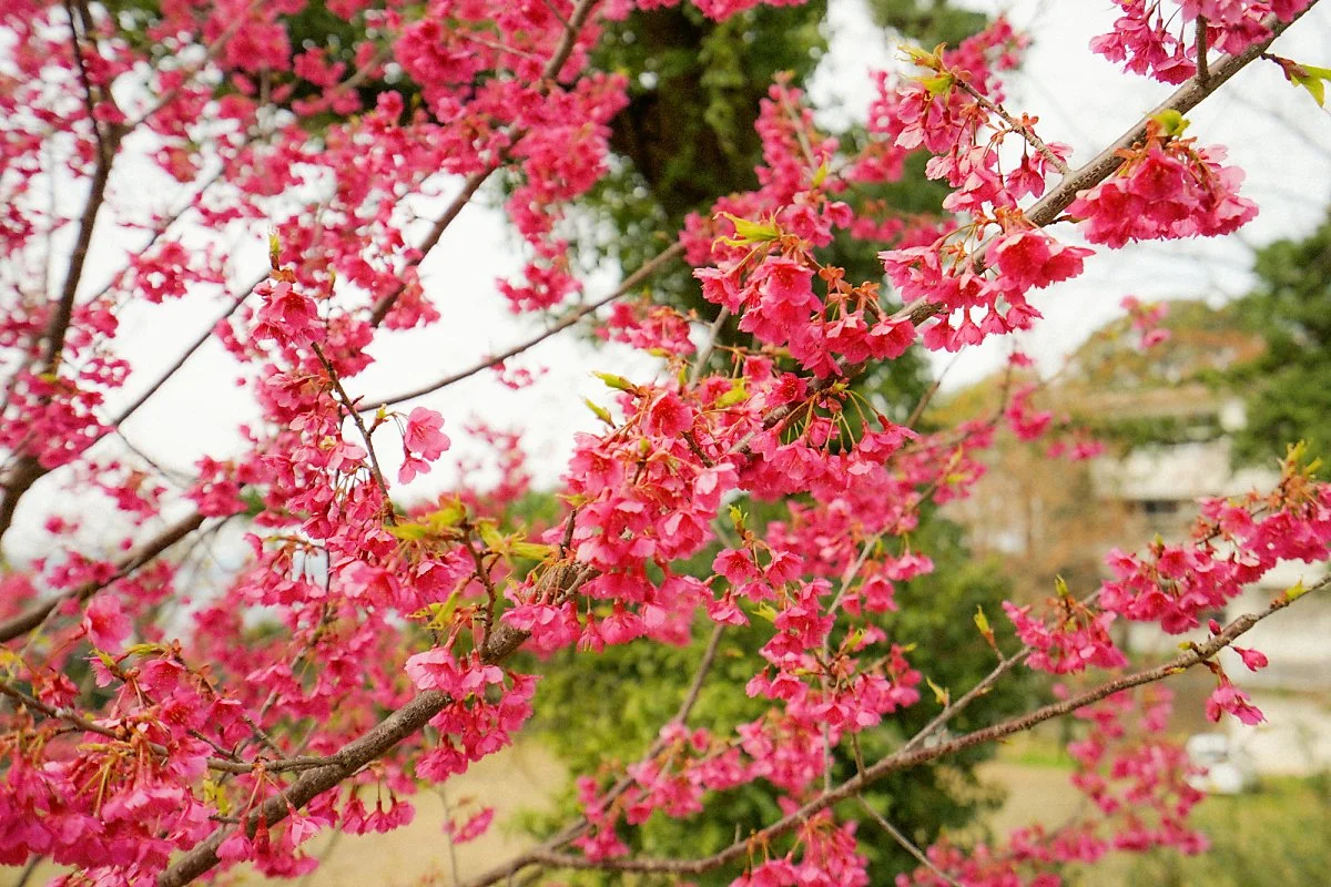 %EC%9A%94%EA%B2%90_%EC%B4%88%EB%93%B1%ED%95%99%EA%B5%90.JPG?type=w1200