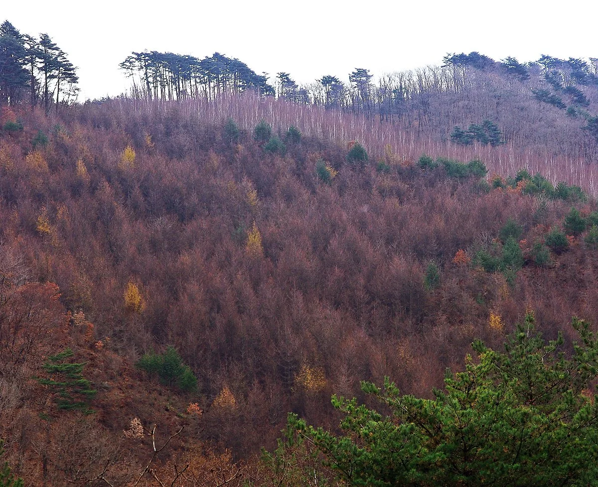 %EC%9E%90%EC%9E%91%EB%82%98%EB%AC%B4%EC%88%B2%EC%9C%BC%EB%A1%9C_%EA%B0%80%EB%8A%94_%EA%B8%B8%EC%97%90%EC%84%9C_%EC%9E%90%EC%9E%91%EB%82%98%EB%AC%B4%EC%88%B2%EC%9D%B4_%EB%B3%B4%EC%9D%B8%EB%8B%A4.JPG?type=w1200