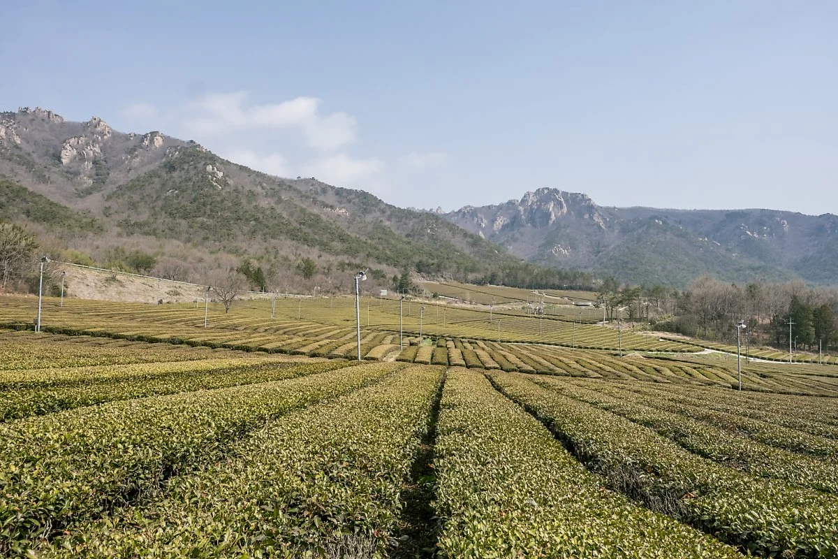 %EA%B0%95%EC%A7%84_%EC%9D%B4%EB%AF%B8%EC%A7%80_7.jpg?type=w1200