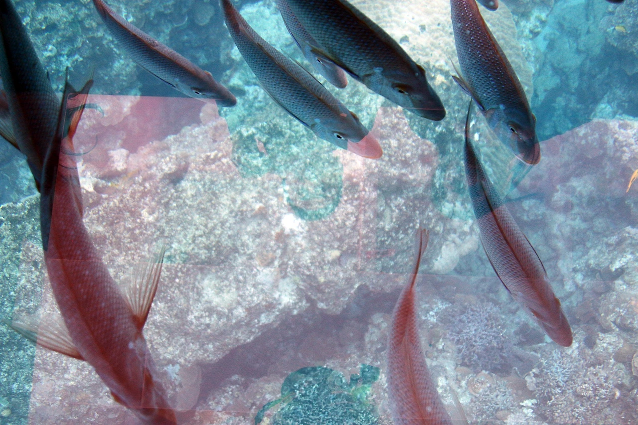 부세나해중공원 (3).JPG