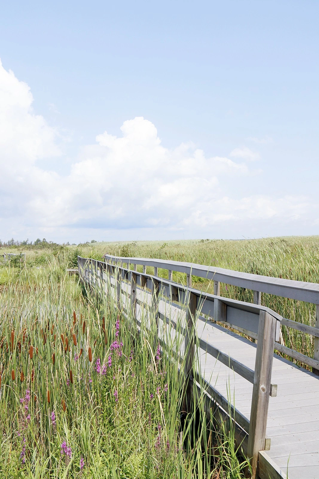 4.Photo_Presqu'ile PP_marsh boardwalk.JPG
