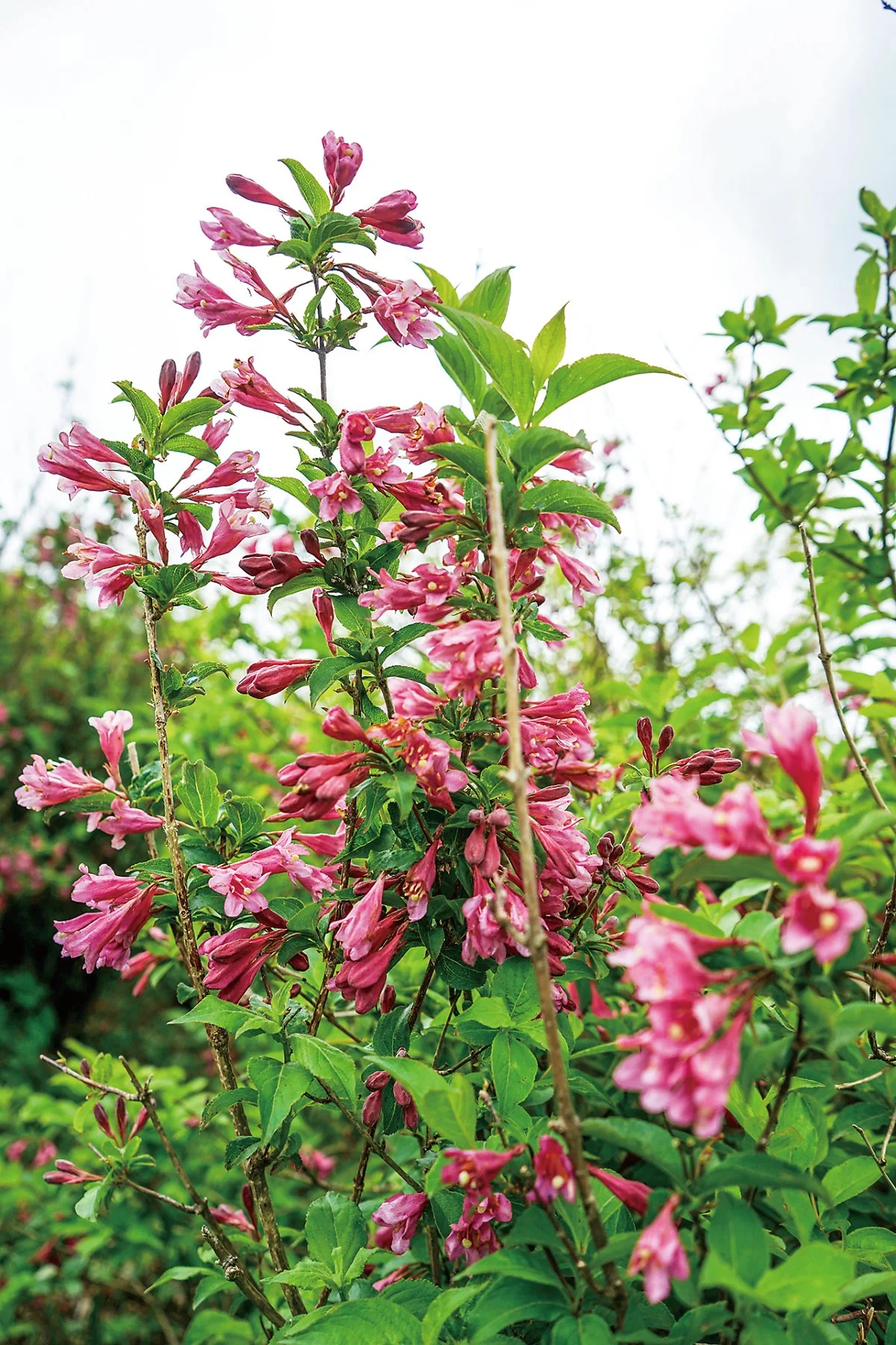 1._%EB%B6%89%EC%9D%80%EB%B3%91%EA%BD%83%EB%82%98%EB%AC%B4_%283%29.JPG?type=w1200