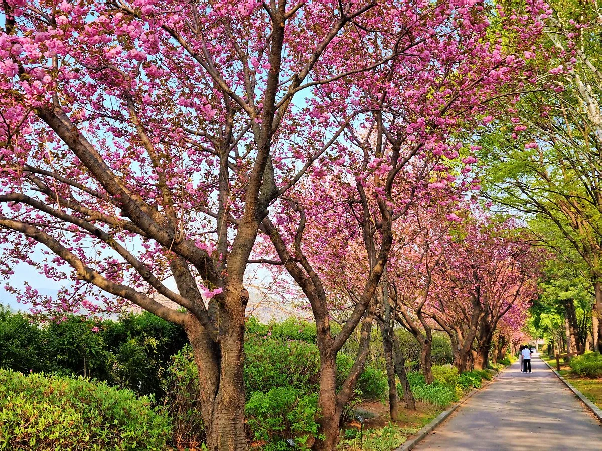 06%EA%B0%95%EC%9B%90%EB%8F%84%EB%A6%BD%ED%99%94%EB%AA%A9%EC%9B%90.jpg?type=w1200