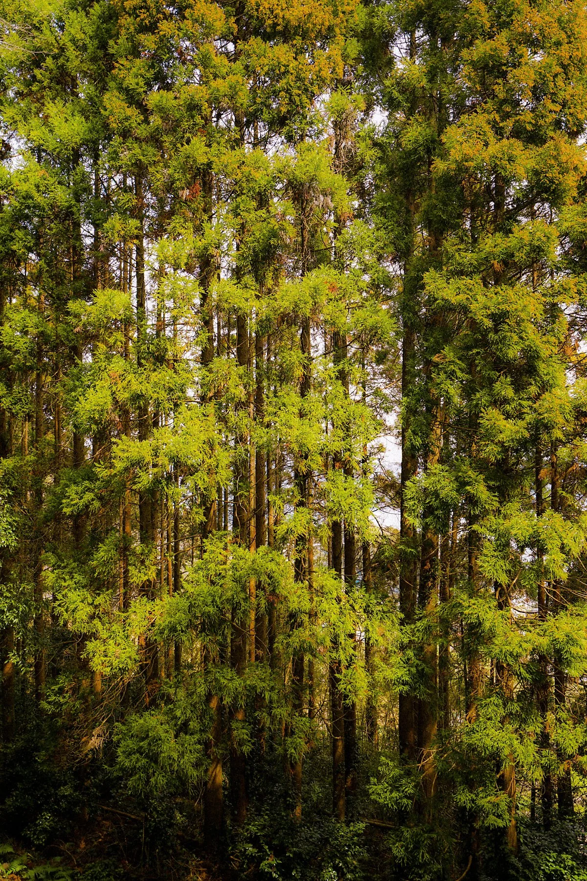 %EA%B7%9C%EC%8A%88%EC%98%AC%EB%A0%88%EC%88%B2.jpg?type=w1200