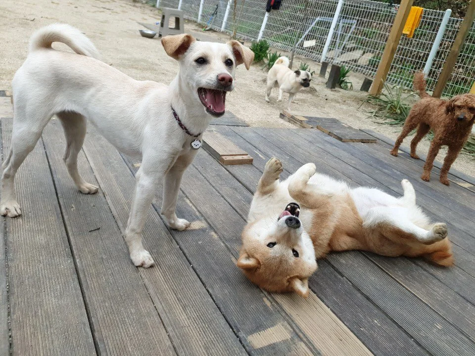 %EC%95%8C%EB%A1%9C%ED%95%98%EB%8F%84%EA%B7%B8_%282%29.jpeg?type=w1200