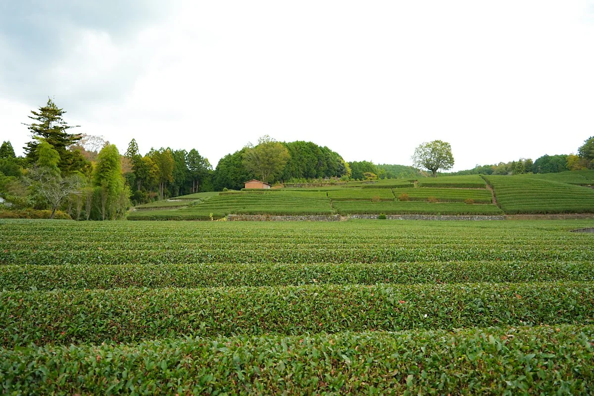 %ED%81%AC%EA%B8%B0%EB%B3%80%ED%99%98%EC%98%A4%EC%98%A4%EB%B6%80%EC%B9%98%EC%82%AC%EC%82%AC%EB%B0%94_%281%29.jpg?type=w1200