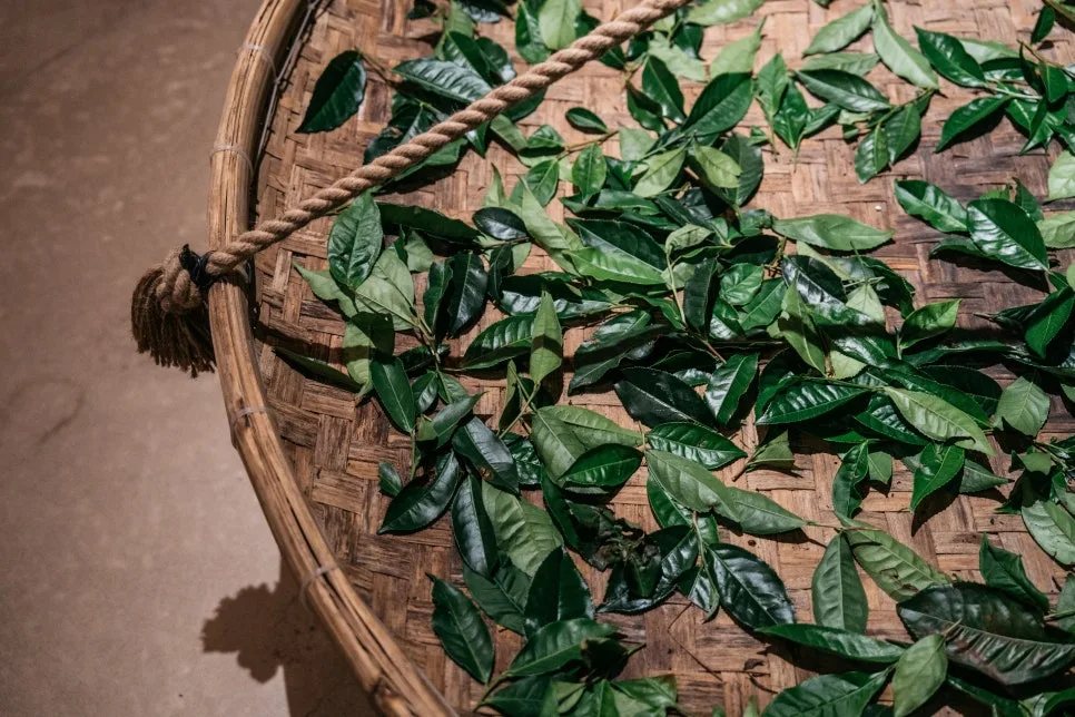 20251202-DSC01163.jpg?type=w966