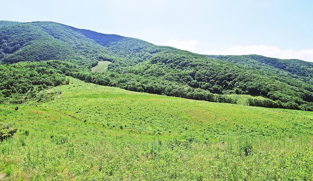 %EA%B3%A0%EC%9B%90%ED%8F%89%EC%A0%84._%EB%85%B8%EC%9D%B8%EB%B4%89_%EA%B0%80%EB%8A%94_%EA%B8%B8._%EC%82%AC%EC%A7%84_%EC%99%BC%EC%AA%BD_%EA%B0%80%EC%9A%B4%EB%8D%B0_%EC%9D%BC%ED%96%89%EB%93%A4%EC%9D%B4_%EB%B3%B4%EC%9D%B8%EB%8B%A4..JPG?type=w1200